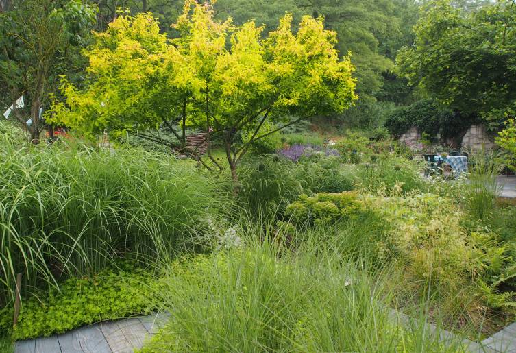 cornus mas