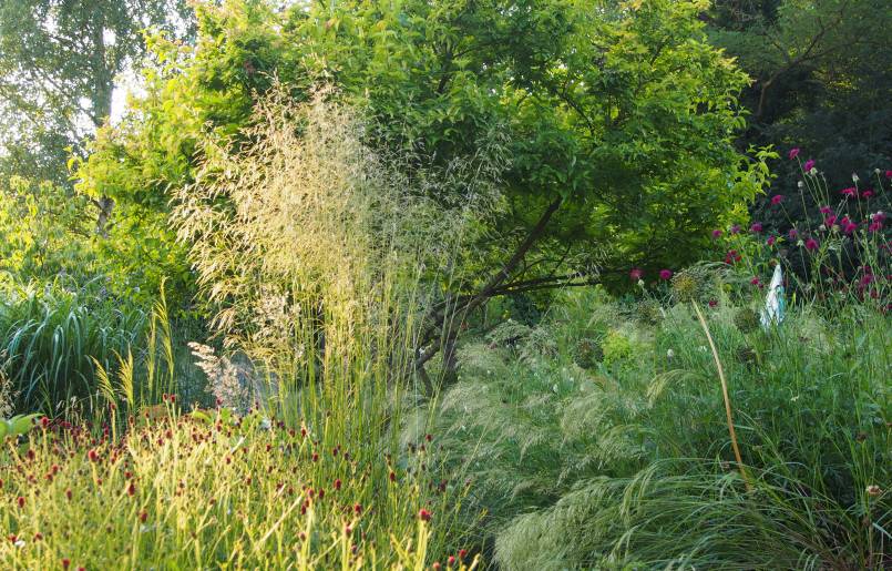 deschampsia