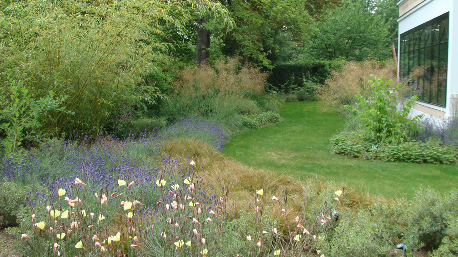 carex
