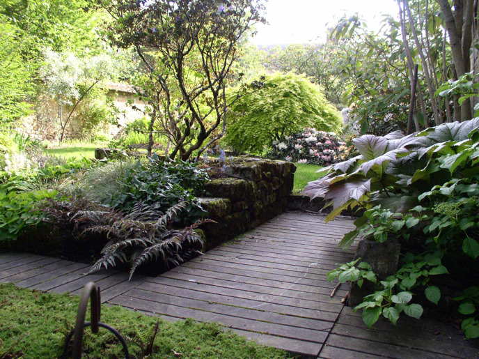 rodgersia