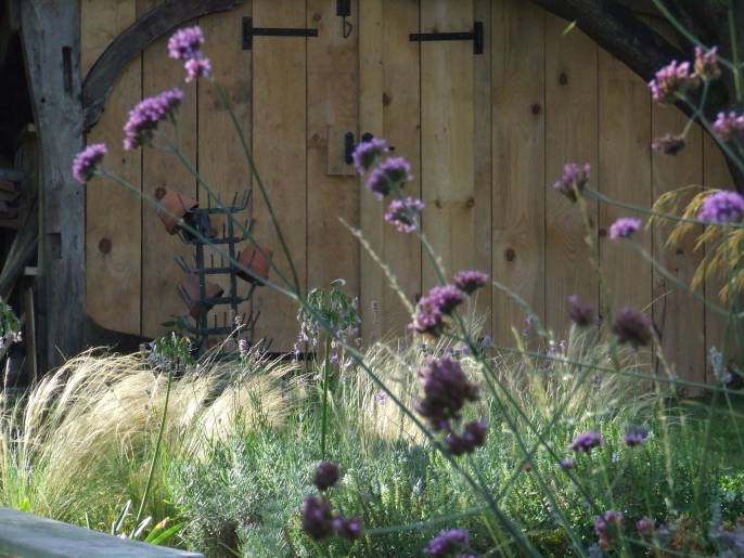 verbena