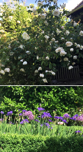 philadelphus