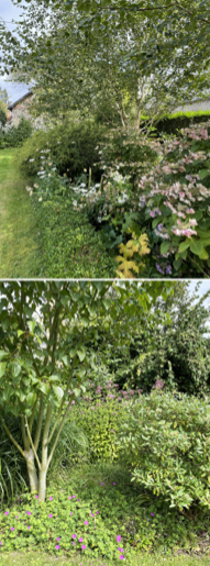 fleurs
