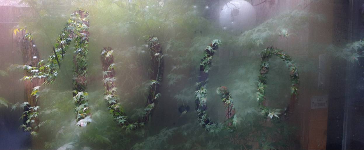 gorille dans la brume