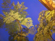 IMG_3337