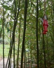 tarzan