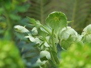 DSCF0586