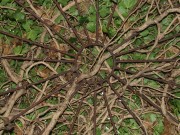 DSCF0637