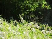 IMG_2681